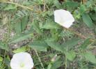 Liseron des champs, Vrillée Convolvulus arvensis L., 1753