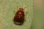  Deraeocoris lutescens (Schilling, 1837)