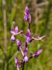Orchis à fleurs lâches Anacamptis laxiflora (Lam.) R.M.Bateman, Pridgeon & M.W.Chase, 1997