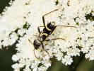 Clyte bélier (Le), Clyte guêpe (Le) Clytus arietis (Linnaeus, 1758)