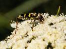 Clyte bélier (Le), Clyte guêpe (Le) Clytus arietis (Linnaeus, 1758)