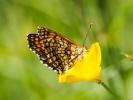 Mélitée du Mélampyre (La), Damier Athalie (Le) Melitaea athalia (Rottemburg, 1775)