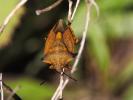 Carpocoris mediterraneus Tamanini, 1959