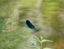 Caloptéryx vierge Calopteryx virgo (Linnaeus, 1758)