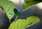 Caloptéryx vierge Calopteryx virgo (Linnaeus, 1758)