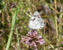 Demi-Deuil (Le), Échiquier (L'), Échiquier commun  Melanargia galathea (Linnaeus, 1758)