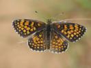 Mélitée du Mélampyre (La), Damier Athalie (Le) Melitaea athalia (Rottemburg, 1775)