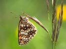 Mélitée du Mélampyre (La), Damier Athalie (Le) Melitaea athalia (Rottemburg, 1775)