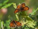 Mélitée du Mélampyre (La), Damier Athalie (Le) Melitaea athalia (Rottemburg, 1775)