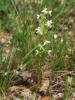 Platanthère à deux feuilles, Platanthère à fleurs  Platanthera bifolia (L.) Rich., 1817