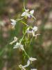 Platanthère à deux feuilles, Platanthère à fleurs  Platanthera bifolia (L.) Rich., 1817