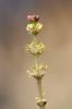 Myriophylle à épis Myriophyllum spicatum L., 1753