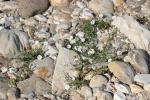 Liseron des champs, Vrillée Convolvulus arvensis L., 1753