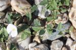Liseron des champs, Vrillée Convolvulus arvensis L., 1753