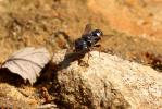  Oxybelus uniglumis (Linnaeus, 1758)