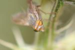  Terellia serratulae (Linnaeus, 1758)