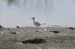 Mouette pygmée Hydrocoloeus minutus (Pallas, 1776)