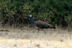 Paon Pavo cristatus Linnaeus, 1758