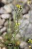 Fausse Giroflée Coincya monensis subsp. cheiranthos (Vill.) Aedo, Leadlay & Muñoz Garm., 1993