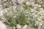 Fausse Giroflée Coincya monensis subsp. cheiranthos (Vill.) Aedo, Leadlay & Muñoz Garm., 1993