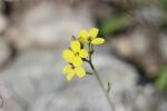 Fausse Giroflée Coincya monensis subsp. cheiranthos (Vill.) Aedo, Leadlay & Muñoz Garm., 1993