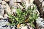 Fausse Giroflée Coincya monensis subsp. cheiranthos (Vill.) Aedo, Leadlay & Muñoz Garm., 1993