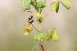 Oxalide droit, Oxalis droit Oxalis fontana Bunge, 1835