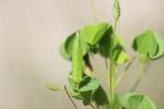 Oxalide droit, Oxalis droit Oxalis fontana Bunge, 1835