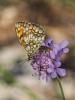 Mélitée du Mélampyre (La), Damier Athalie (Le) Melitaea athalia (Rottemburg, 1775)
