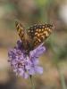 Mélitée du Mélampyre (La), Damier Athalie (Le) Melitaea athalia (Rottemburg, 1775)
