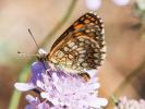 Mélitée du Mélampyre (La), Damier Athalie (Le) Melitaea athalia (Rottemburg, 1775)