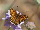 Mélitée du Mélampyre (La), Damier Athalie (Le) Melitaea athalia (Rottemburg, 1775)