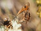 Fadet commun (Le), Procris (Le), Petit Papillon de Coenonympha pamphilus (Linnaeus, 1758)