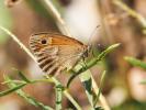 Fadet commun (Le), Procris (Le), Petit Papillon de Coenonympha pamphilus (Linnaeus, 1758)