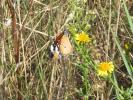 Petit Monarque (Le) Danaus chrysippus (Linnaeus, 1758)