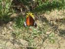 Petit Monarque (Le) Danaus chrysippus (Linnaeus, 1758)