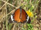 Petit Monarque (Le) Danaus chrysippus (Linnaeus, 1758)