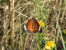 Petit Monarque (Le) Danaus chrysippus (Linnaeus, 1758)