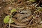 Couleuvre de Montpellier Malpolon monspessulanus (Hermann, 1804)