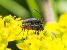 Lepture noir Stenurella nigra (Linnaeus, 1758)