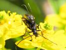 Lepture noir Stenurella nigra (Linnaeus, 1758)