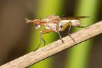  Ilione albiseta (Scopoli, 1763)