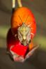  Carpocoris purpureipennis (De Geer, 1773)