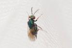  Ormyrus nitidulus (Fabricius, 1804)