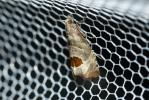  Notocelia uddmanniana (Linnaeus, 1758)