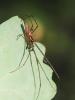  Tetragnatha Latreille, 1804