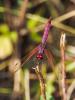 Trithémis annelé (Le) Trithemis annulata (Palisot de Beauvois, 1807)
