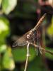 Trithémis annelé (Le) Trithemis annulata (Palisot de Beauvois, 1807)