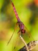 Trithémis annelé (Le) Trithemis annulata (Palisot de Beauvois, 1807)