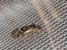  Psocidae Samouelle, 1819